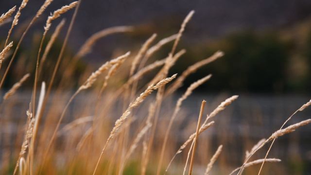 4K UHD Звуки природы / Звук ветра, пение птиц, шум реки и шелест травы