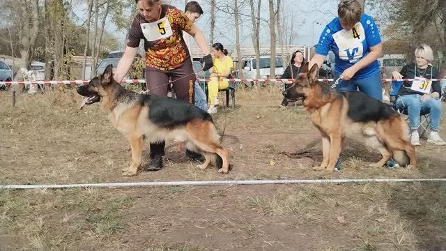 Открытые кобели - моно в Краснодаре 2023