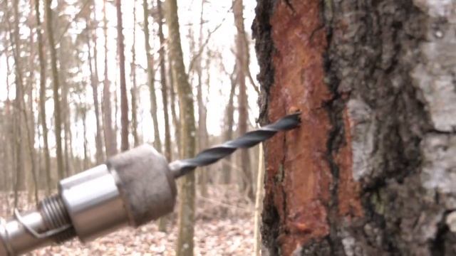 Берёзовый сок: правила сбора целебного напитка. Проверено на себе смотреть онлайн