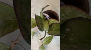 Хойя вителина сплеш. Hoya Vitelina Splash. Пока еще совсем юная, но уже прекрасна!