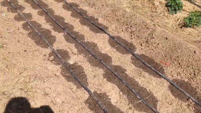 Что творится на даче? Виноград. Капельное орошение. смотреть онлайн