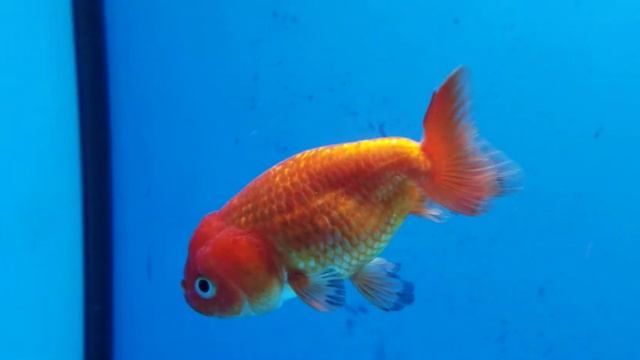 G1J TVR top view ranchu смотреть онлайн