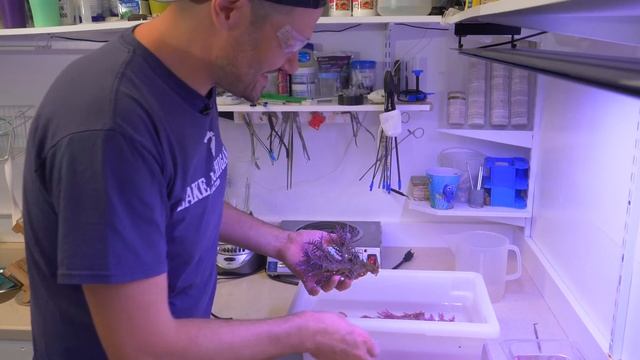 Resetting a Show Colony of Red Dragon Acro смотреть онлайн