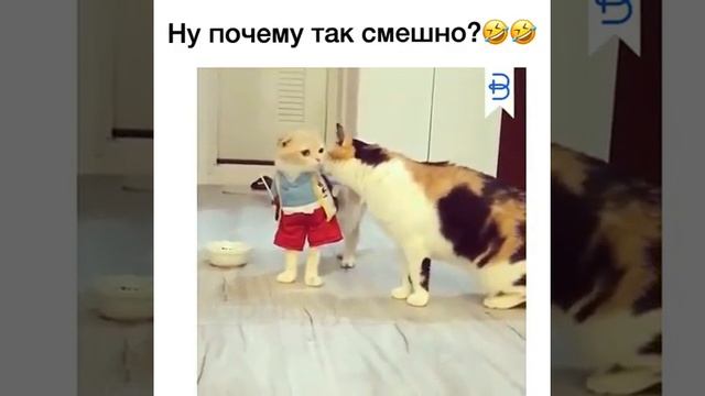 Кошачий костюм смотреть онлайн