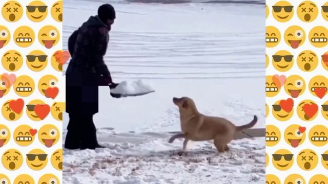 Самые СМЕШНЫЕ ВИДЕО с ЖИВОТНЫМИ 2023😂 Смешные ВИДЕО с ЖИВОТНЫМИ до СЛЁЗ смотреть онлайн
