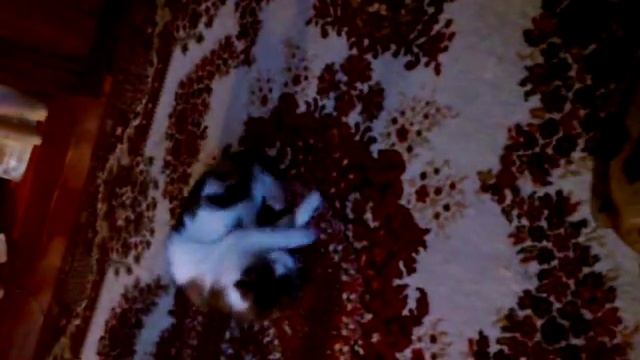 Кот нанюхался валерьянки смотреть онлайн