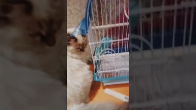 Кошка пробует хвост. Кошка Хрюня-дегустатор. смотреть онлайн