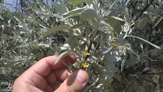 Зацветает лох серебристый.Гледичии на подходе. смотреть онлайн