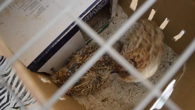 Незатейливый Домик Перепелки Оценили -- сразу же снесли там яйцо. смотреть онлайн