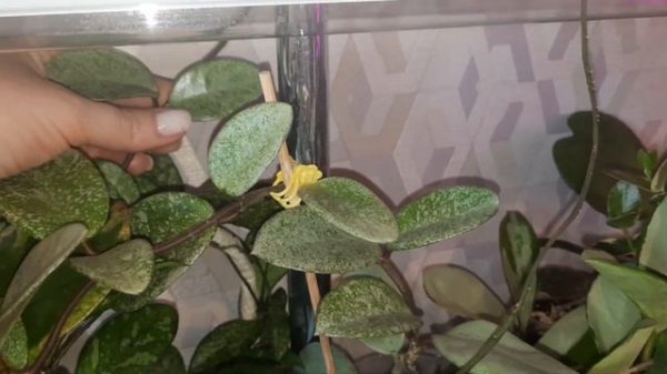 /Хойи/Обзор коллекции хой/Часть 1/💕💐