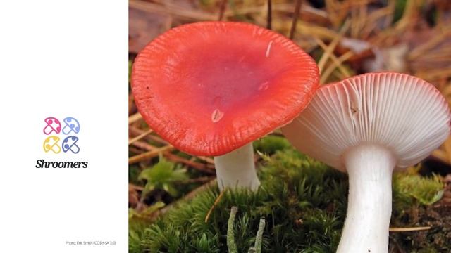 Sickener (Russula emetica) | Sensory | Practical Short Profile | Shroomers смотреть онлайн