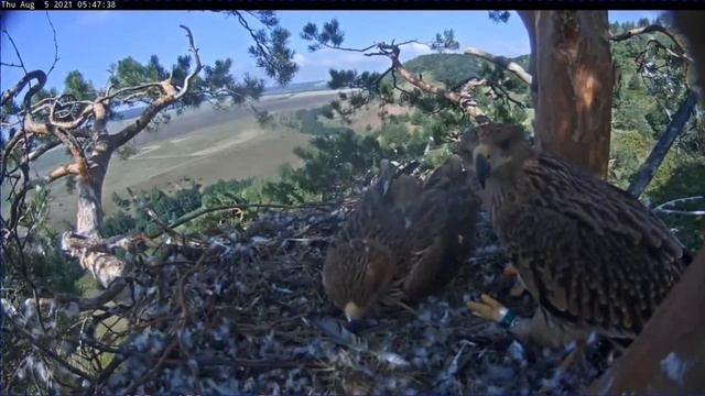 Солнечный орёл в Татарстане — в гнезде 5 39 —5 56 время по камере  5 08 2021