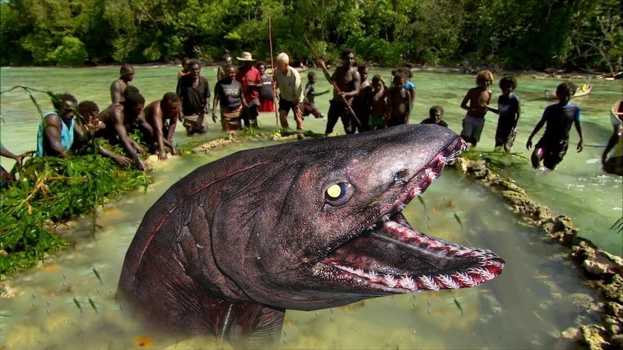 Это Речное Существо Впервые Удалось Заснять на Камеру смотреть онлайн