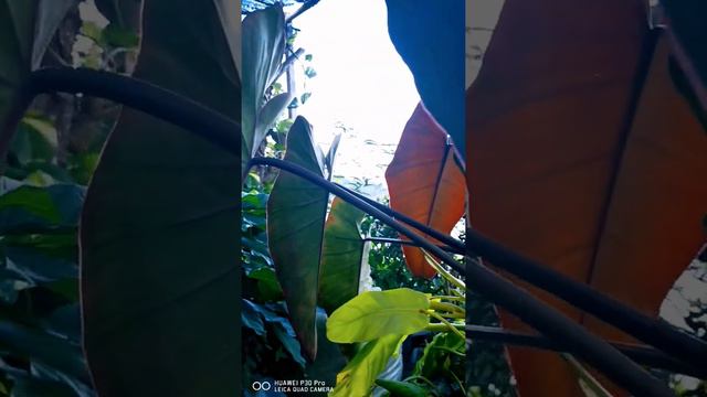 jungle by the sea(3) смотреть онлайн