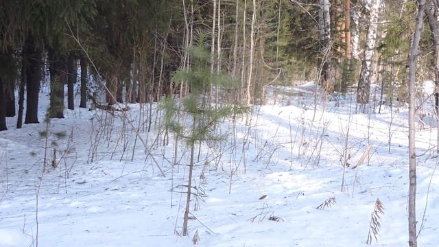 "Лес в феврале Урал" смотреть онлайн