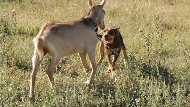 Австралийский келпи - пастух в России (Australian Kelpie from Russia) смотреть онлайн