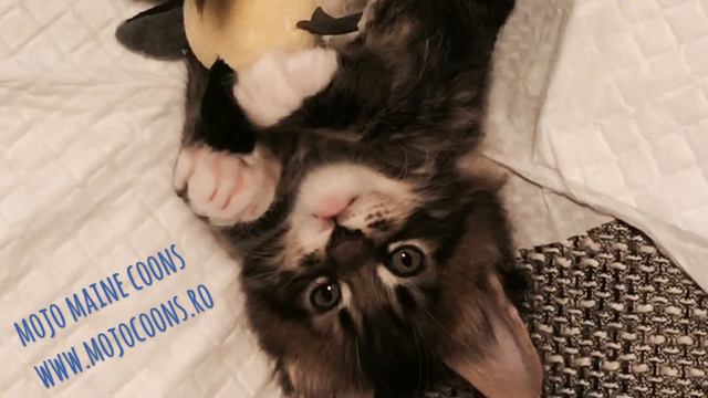 Sweet kitten смотреть онлайн