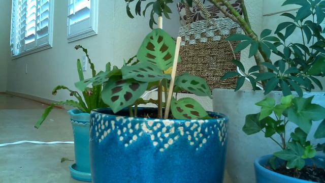Prayer Plant Timelapse смотреть онлайн