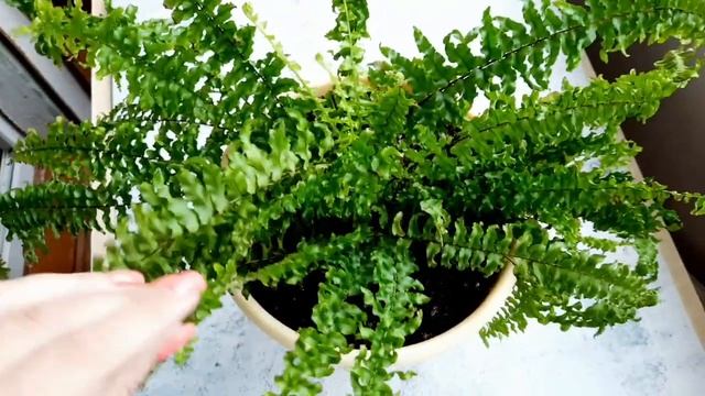 Растения, которые живут у меня давно. Очень простые в уходе. смотреть онлайн