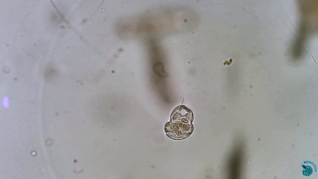 Urocentrum turbo смотреть онлайн