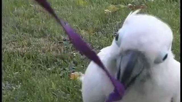 Happily Ever After with Parrots! A Learning Game смотреть онлайн