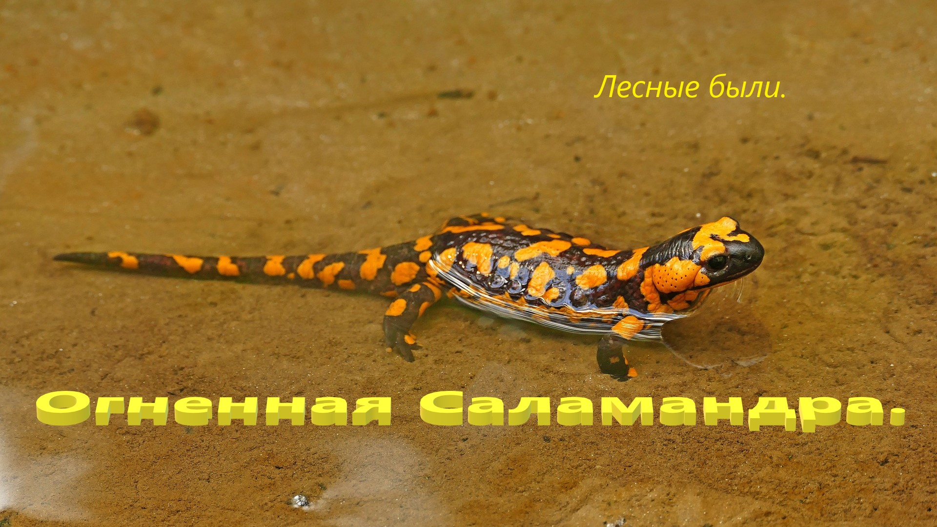 Огненная саламандра. смотреть онлайн