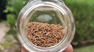 Зира или кумин. Cuminum cyminum or cumin.