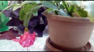 Декабрист во время цветения. Все тонкости ухода..