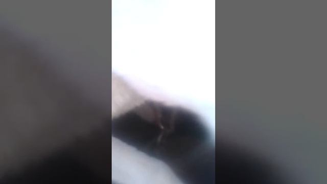 алабай воспитывает котят просто улет смотреть онлайн