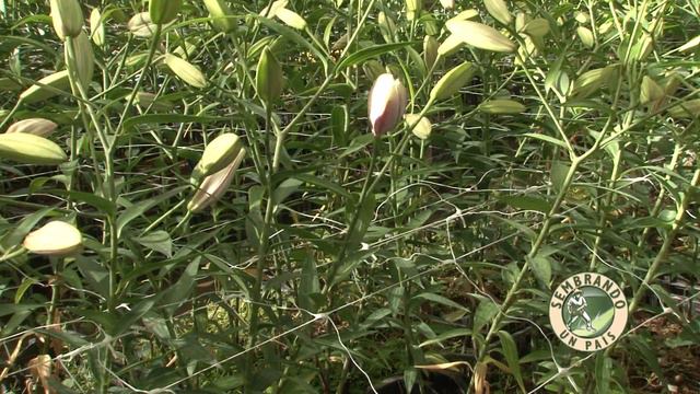Todo lo que Debes Saber sobre la Cosecha del Lilium смотреть онлайн