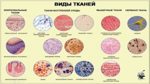Урок №5 «Клетки, ткани, органы человека»