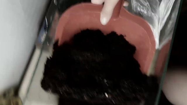 || Уборка у улитки|| генеральная уборка у улитки|| смотреть онлайн