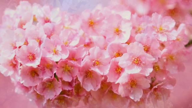 ИИСУС ХРИСТОС Я ЕСМЬ УКАЗЫВАЮЩИЙ ПУТЬ ⚡️@novoe_probujdene_chelovchestva смотреть онлайн