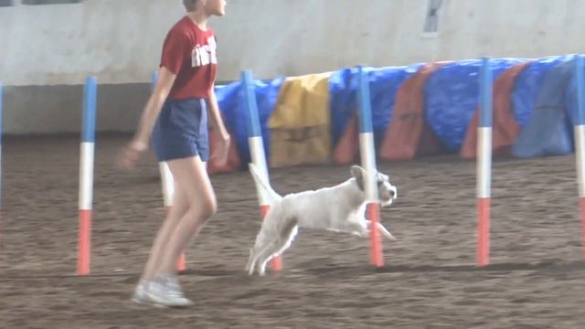 Первенство России Аджилити 27 июля смотреть онлайн