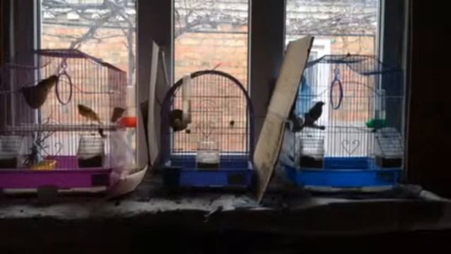 Пение диких птиц.Чиж,щегол и репил. смотреть онлайн