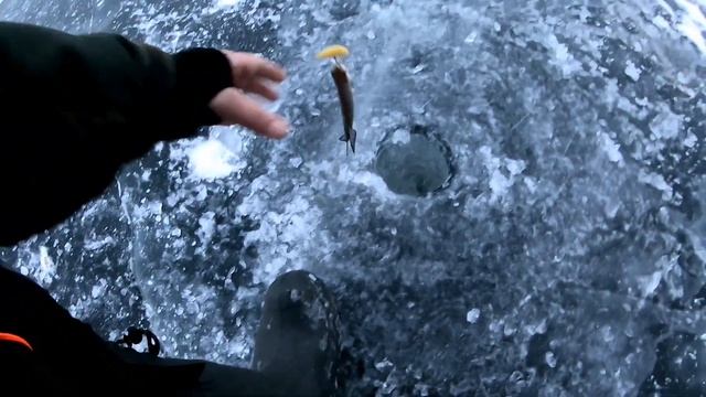 Рыбалка в Астрахани 2021.Ахтуба,Берекет,ловля огромных окуней на балансир.Ловля чехони на Бузане. смотреть онлайн