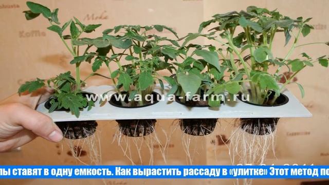 Посадка помидор на рассаду, как правильно посадить томаты смотреть онлайн