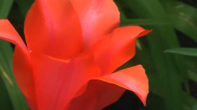 Тюльпан смотреть онлайн