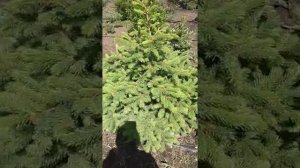 На ели сохнет и обсыпается хвоя