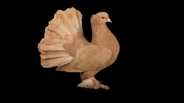 Голубь Павлин. смотреть онлайн