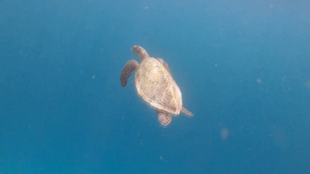 Maldives in 8K - Подводный мир Индийского океана смотреть онлайн