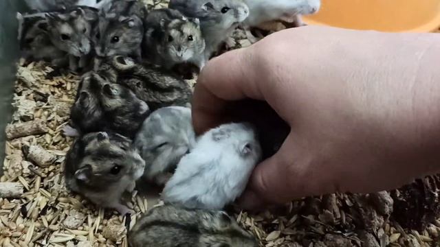 Джунгарские хомячки / октябрь 2020. смотреть онлайн