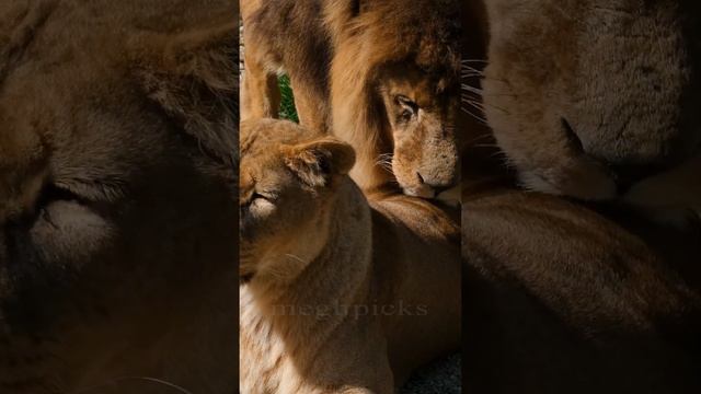 Африканский лев смотреть онлайн