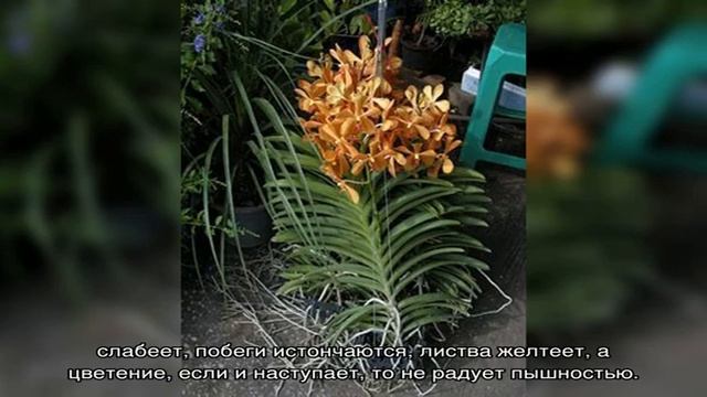 Тонкости ухода и размножения великолепной орхидеи Ванда смотреть онлайн