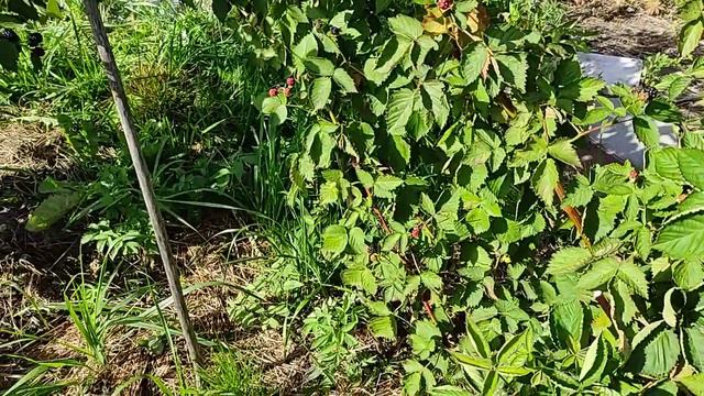 Ежевика пересаженные взрослые кусты и др. смотреть онлайн