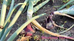 Лук Кармен.