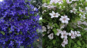 Самые неприхотливые клематисы в саду!!! Обзор цветения!!!