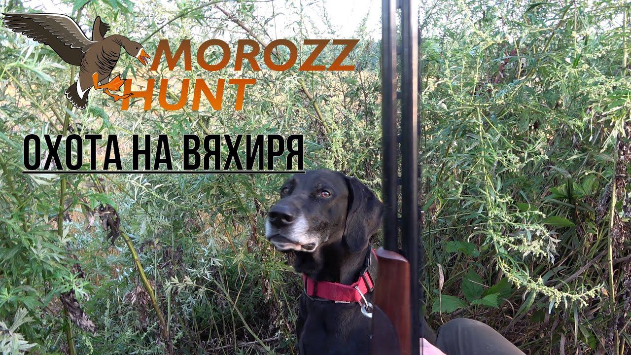 Открытие на голубя. Короткая ShotKam зарисовка. Перезалив. смотреть онлайн