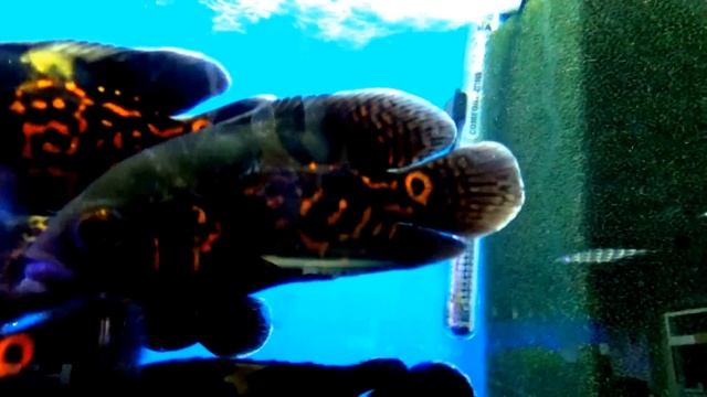 Аквариумные рыба - Астронотус - павлиний глаз. Аквариумистика смотреть онлайн