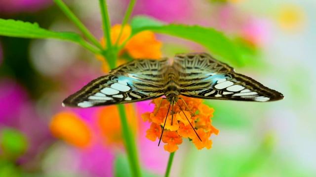 Amazon Wildlife 8K HDR Video ULTRA HD 120FPS - Dolby Vision смотреть онлайн